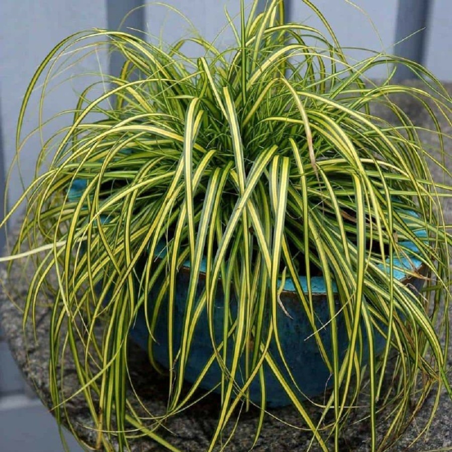 Outdoor Plants * | Best Deal 1 Gal. Eversheen Carex Live Ornamental Grass Plant By Bell Nursery