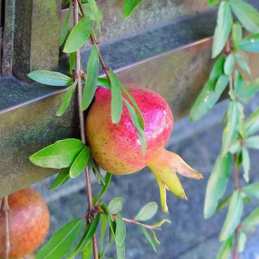 Outdoor Plants * | Discount Wonderful Pomegranate Tree By Unbranded