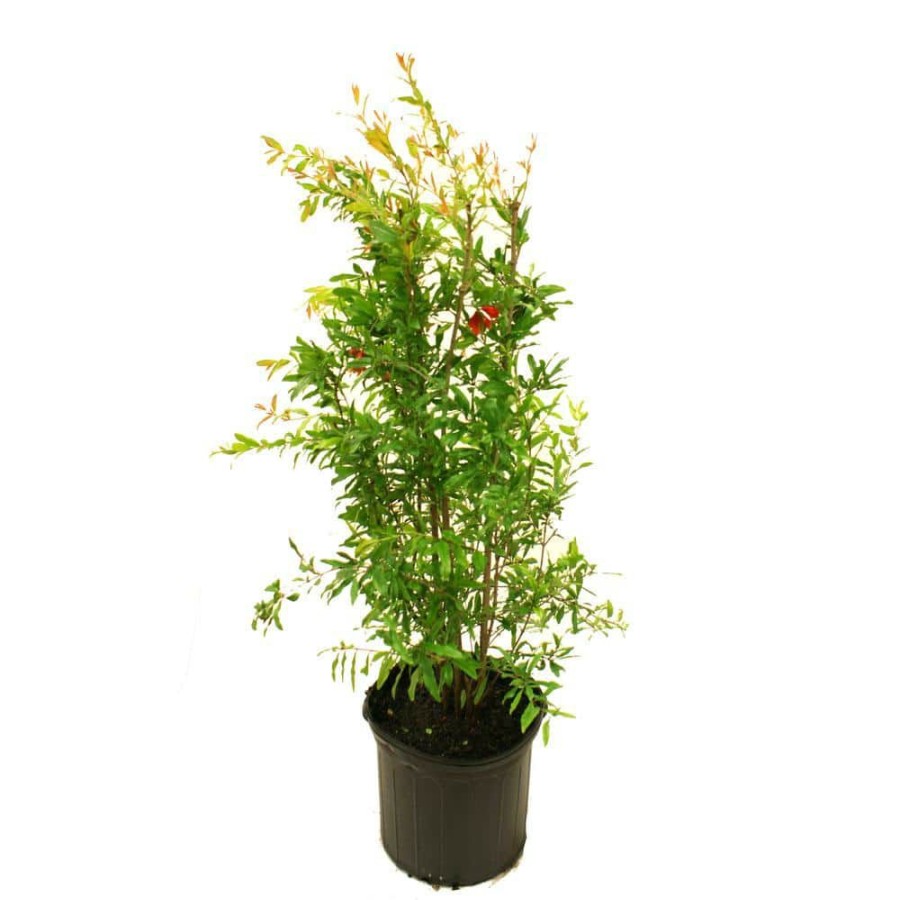 Outdoor Plants * | Discount Wonderful Pomegranate Tree By Unbranded