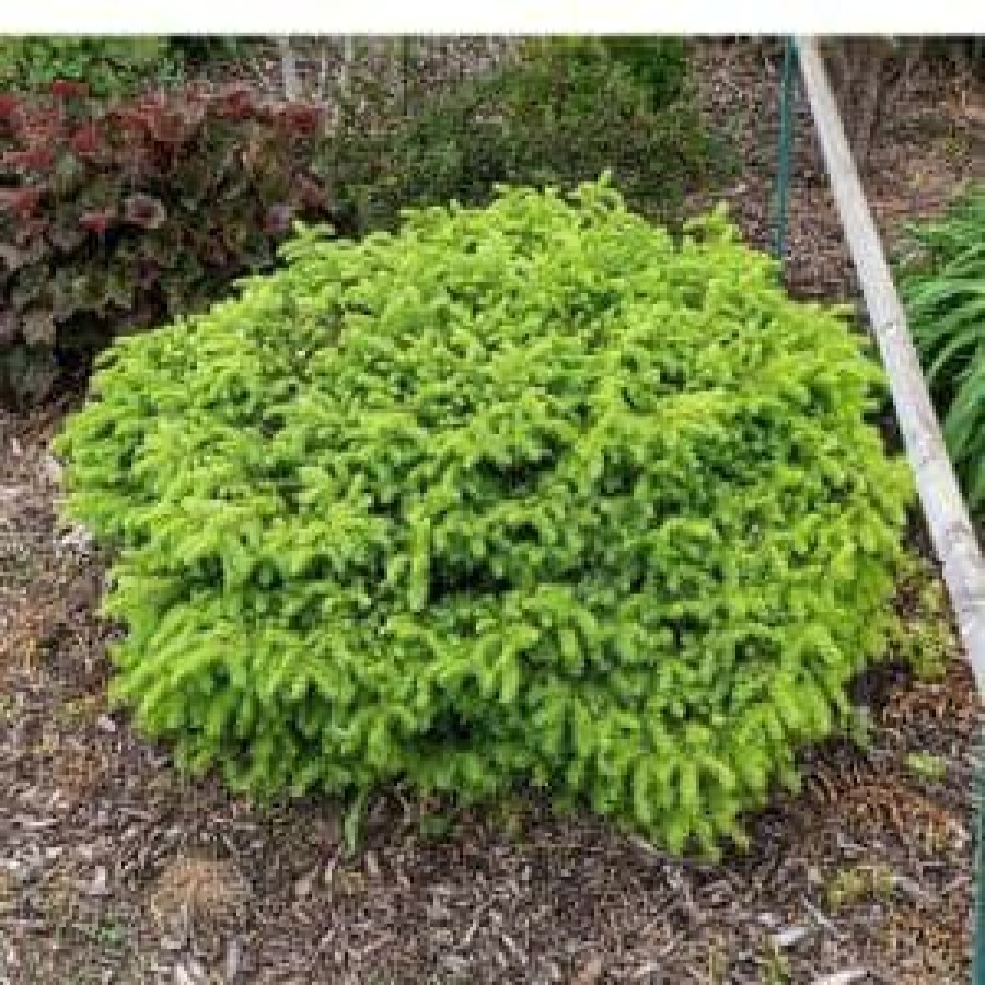 Outdoor Plants * | New 1 Gal. Little Gem Norway Spruce Shrub Richly, Nomaintenance Dwarf Conifer By Online Orchards