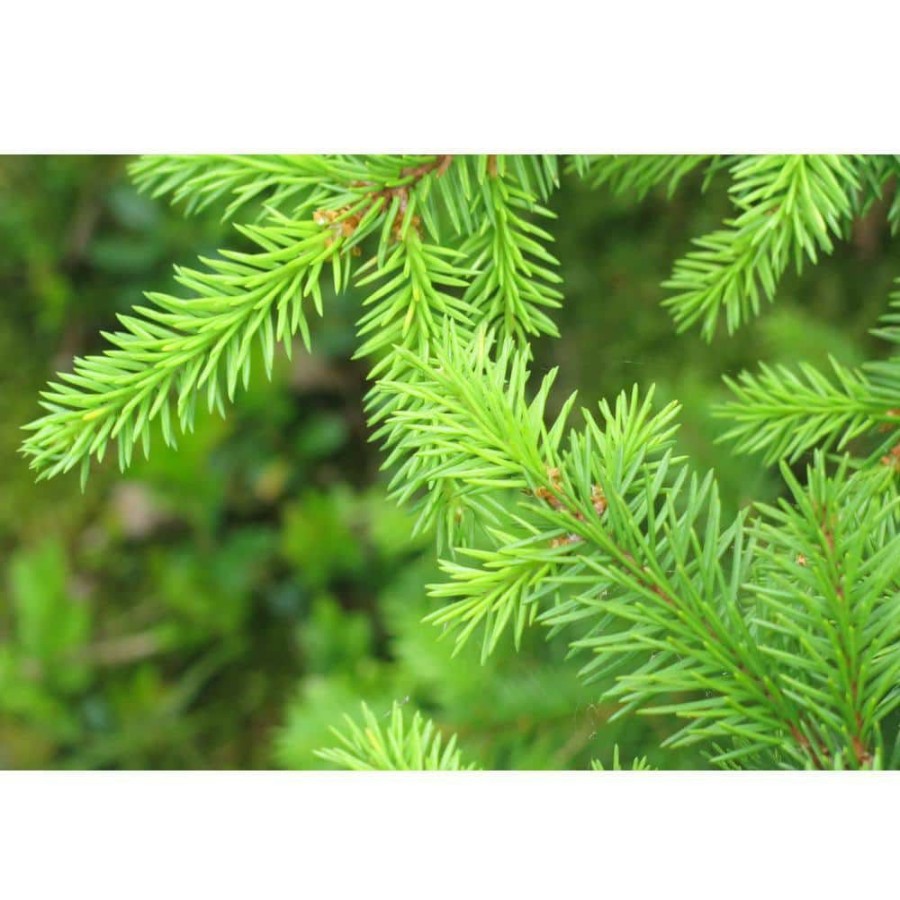 Outdoor Plants * | New 1 Gal. Little Gem Norway Spruce Shrub Richly, Nomaintenance Dwarf Conifer By Online Orchards