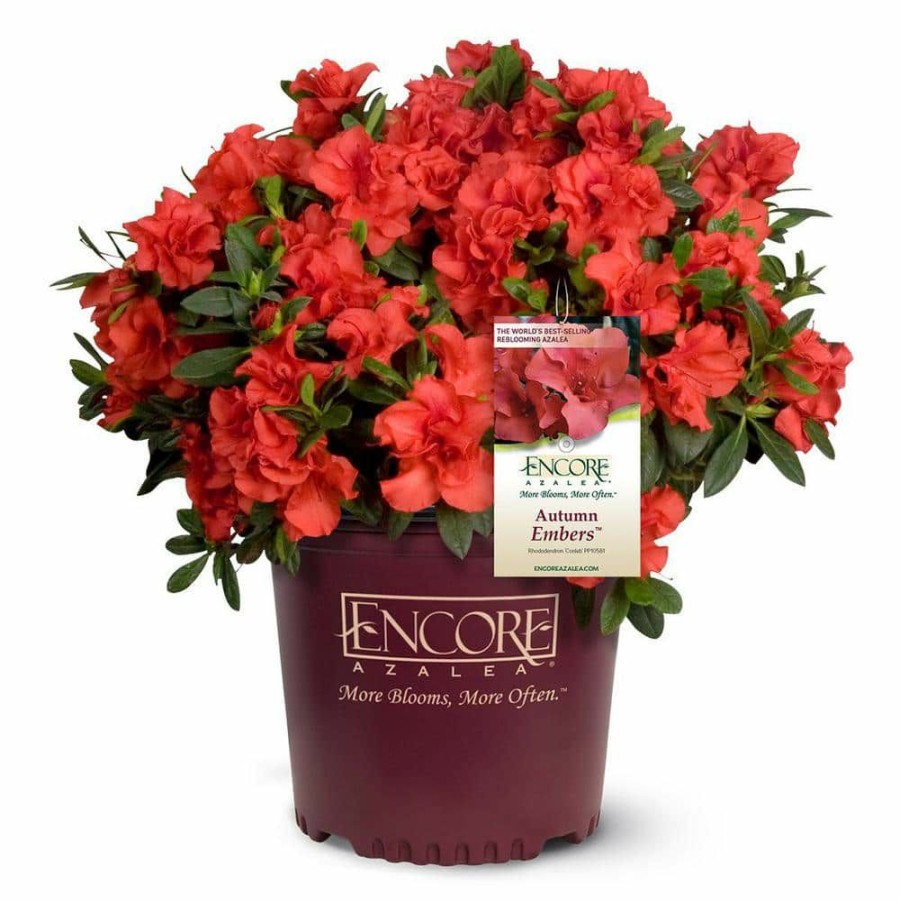 Outdoor Plants * | Outlet 1 Gal. Autumn Embers Shrub With Red Flowers By Encore Azalea