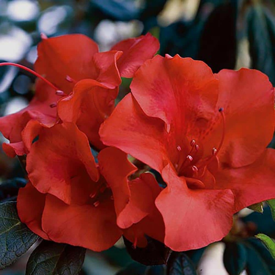 Outdoor Plants * | Outlet 1 Gal. Autumn Embers Shrub With Red Flowers By Encore Azalea