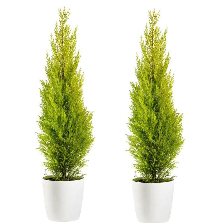 Outdoor Plants * | Best Pirce 1-Gal. Lemon Cypress Tree With Citrusy Aroma And Golden Evergreen Foliage (2-Pack) By Online Orchards