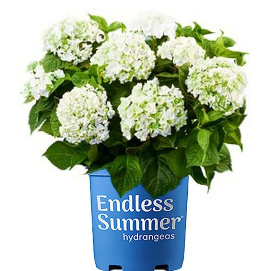 Outdoor Plants * | Outlet 2 Gal. Blushing Bride Hydrangea Plant With Big Round Clusters Of Pure White, Semi-Double Flowers By Endless Summer