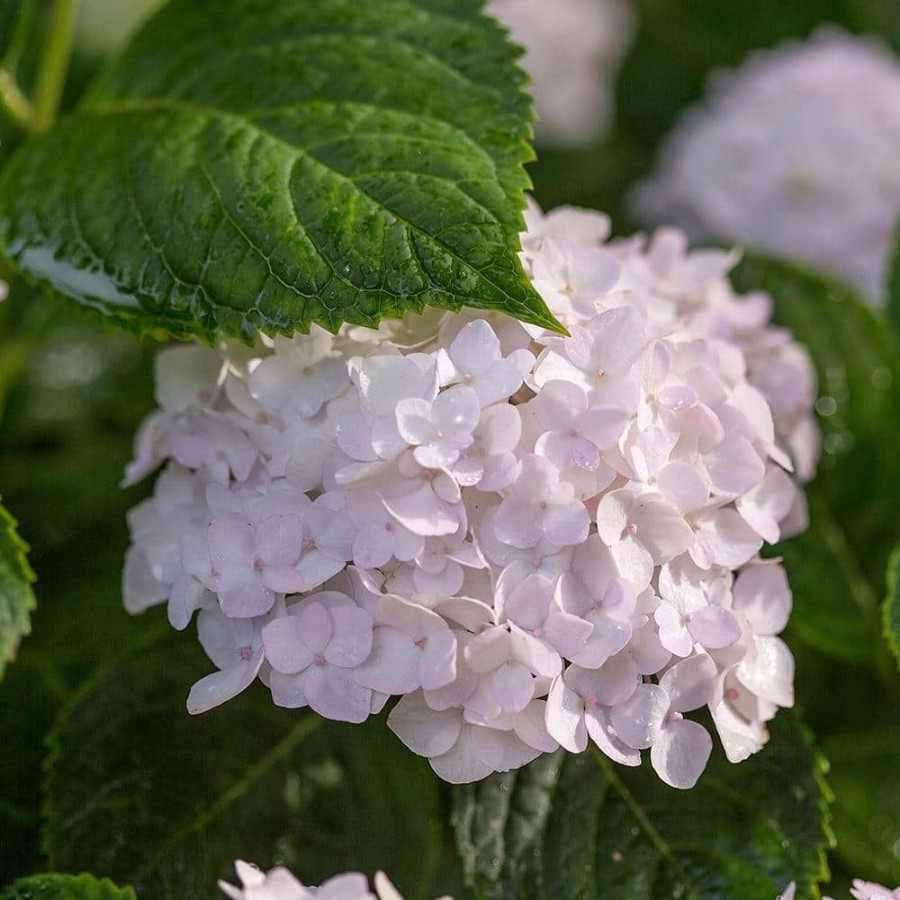 Outdoor Plants * | Outlet 2 Gal. Blushing Bride Hydrangea Plant With Big Round Clusters Of Pure White, Semi-Double Flowers By Endless Summer