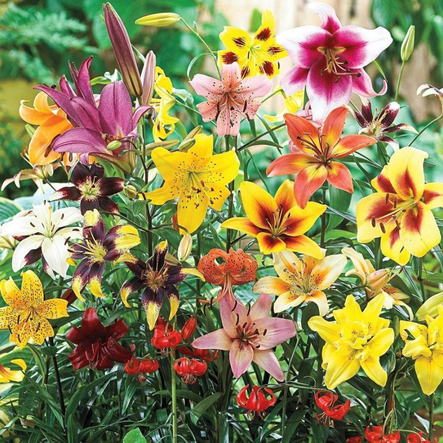 Outdoor Plants * | Promo Mixture All Summer Lily Bulb (25-Pack) By Van Bourgondien