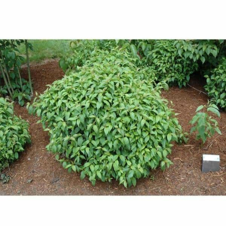 Outdoor Plants * | Outlet 1 Gal. Kelsey Dogwood Shrub With Compact Lush Foliage And Extreme Cold Hardiness By Online Orchards