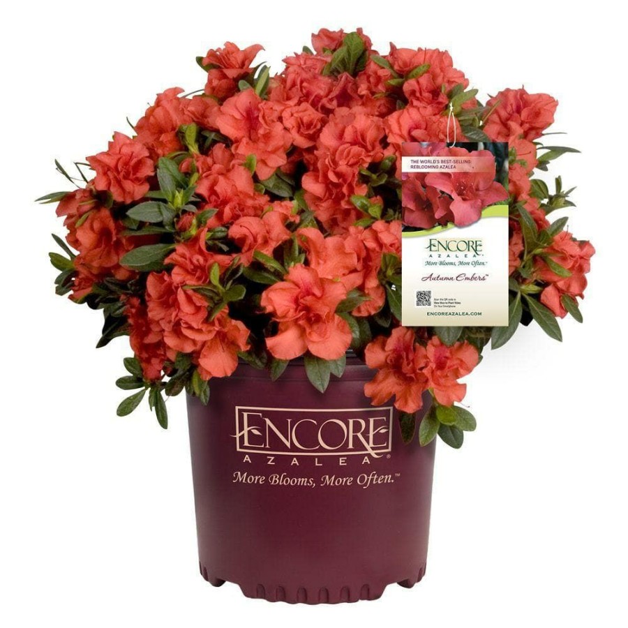 Outdoor Plants * | Promo 1 Gal. Autumn Embers Shrub With Red-Orange Reblooming Semi-Double Flowers By Encore Azalea