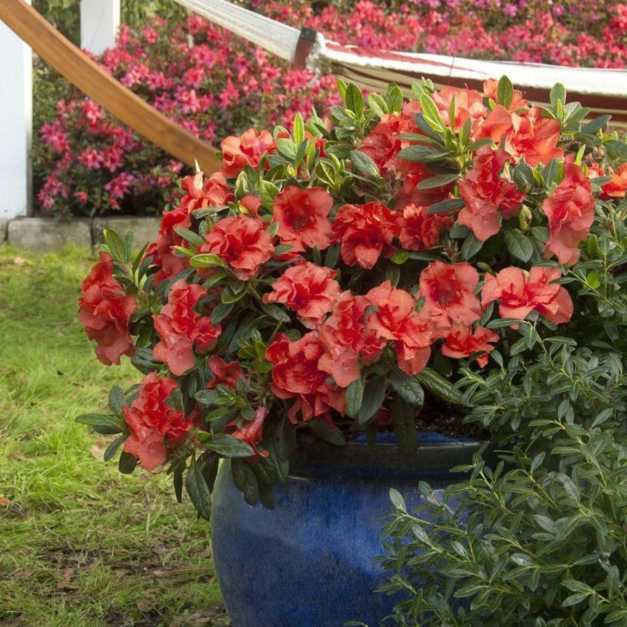 Outdoor Plants * | Promo 1 Gal. Autumn Embers Shrub With Red-Orange Reblooming Semi-Double Flowers By Encore Azalea