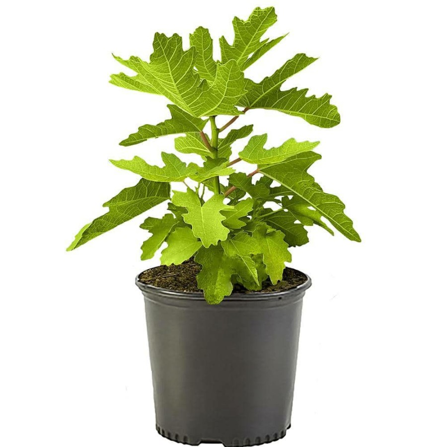 Outdoor Plants * | Coupon 1 Gal. Black Mission Fig Tree With Green Foliage By Unbranded