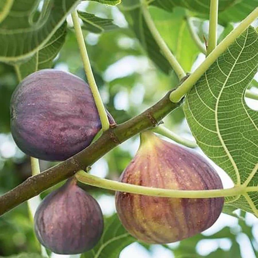 Outdoor Plants * | Coupon 1 Gal. Black Mission Fig Tree With Green Foliage By Unbranded