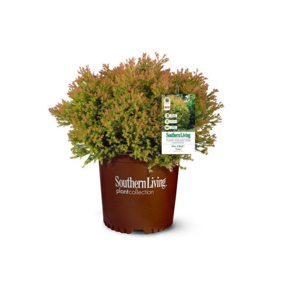 Outdoor Plants * | Flash Sale 2 Gal. Fire Chief Arborvitae (Thuja) Live Dwarf Evergreen Shrub, Golden-Orange Foliage By Southern Living