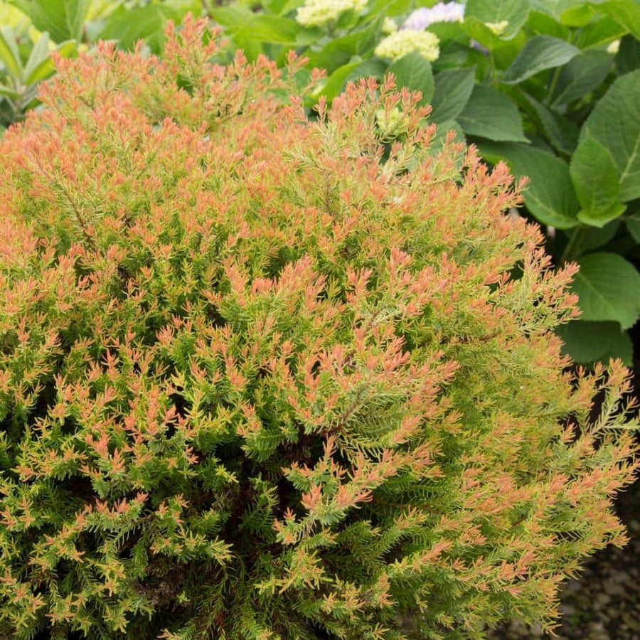 Outdoor Plants * | Flash Sale 2 Gal. Fire Chief Arborvitae (Thuja) Live Dwarf Evergreen Shrub, Golden-Orange Foliage By Southern Living