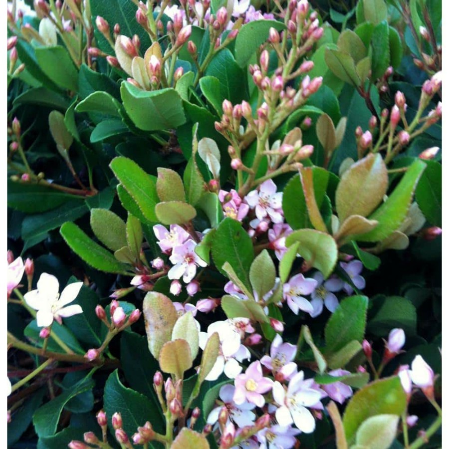 Outdoor Plants * | Best Sale 2.5 Qt. Eleanor Taber Indian Hawthorn, Live Evergreen Shrub, Pink Blooms By Flowerwood