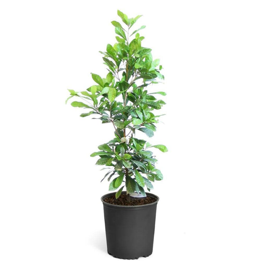 Outdoor Plants * | Wholesale 3 Gal. Miracle Berry Bush By Brighter Blooms