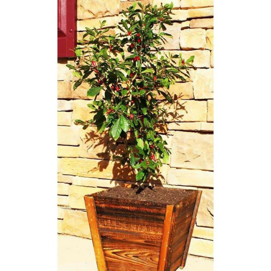 Outdoor Plants * | Wholesale 3 Gal. Miracle Berry Bush By Brighter Blooms