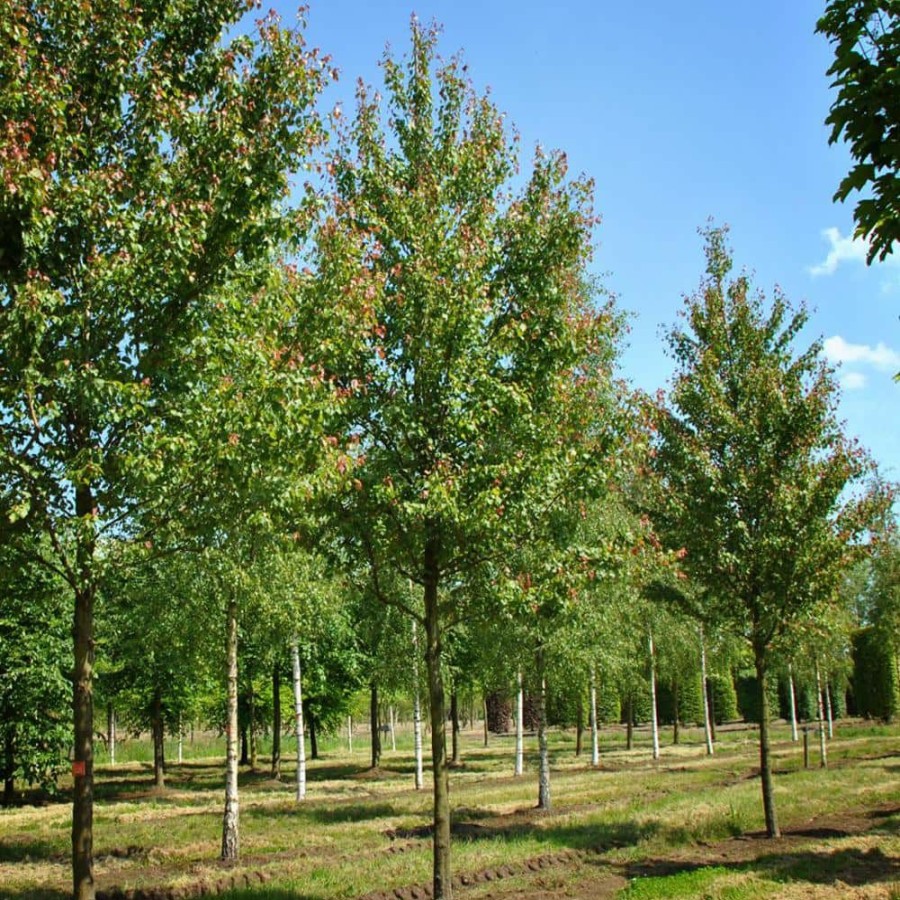 Outdoor Plants * | Top 10 5 Gal. Summer Red Deciduous Maple Tree By Unbranded