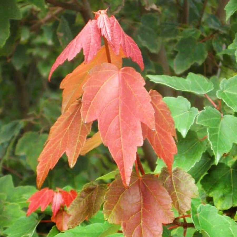 Outdoor Plants * | Top 10 5 Gal. Summer Red Deciduous Maple Tree By Unbranded