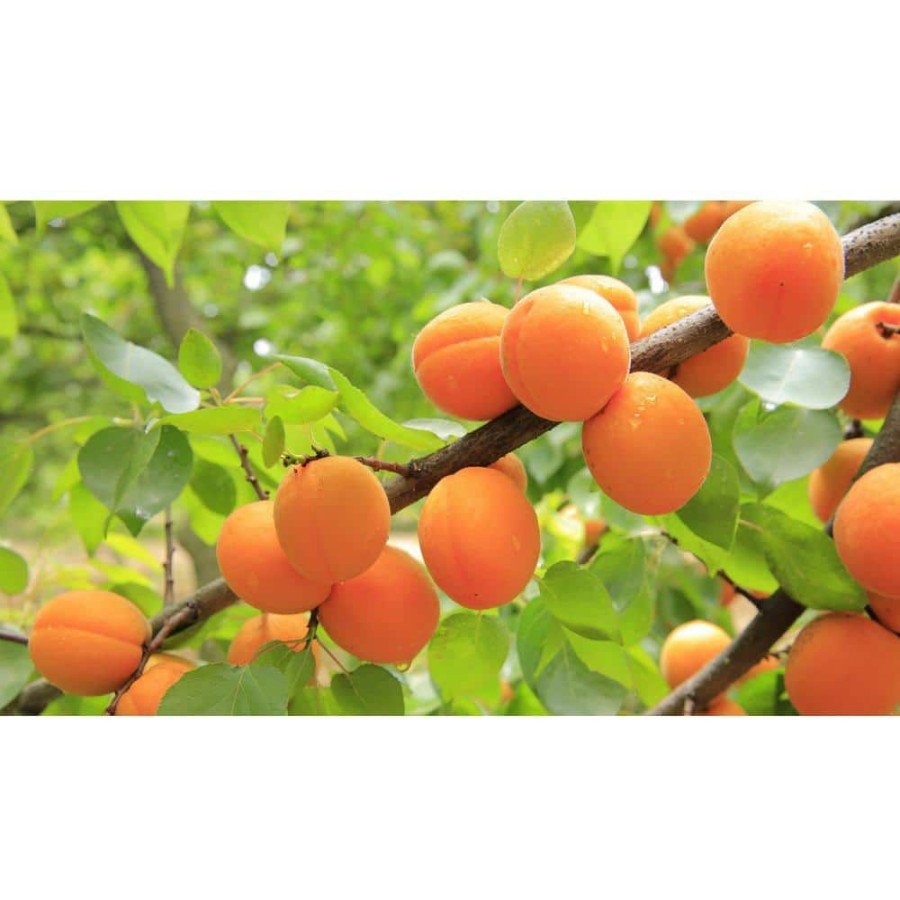 Outdoor Plants * | Brand New Dwarf Blenheim Apricot Tree (Bare-Root, 3 Ft. To 4 Ft Tall, 2-Years Old) By Online Orchards