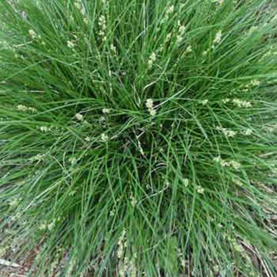 Outdoor Plants * | Wholesale 4 In. Potted Bog/Marginal Pond Plant Berkely Sedge Carex By Unbranded