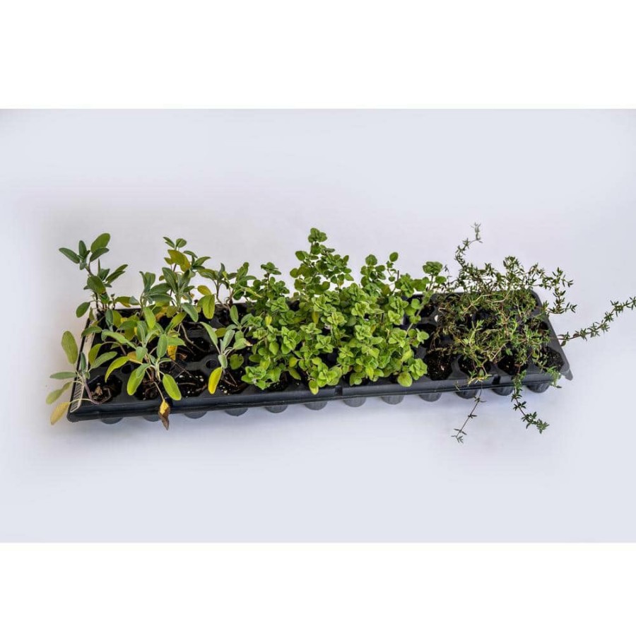 Outdoor Plants * | New Vertical Garden Fast Start Plants Box Of 36- Kitchen Classic Mix (Sage, Oregano And Thyme) By Varden