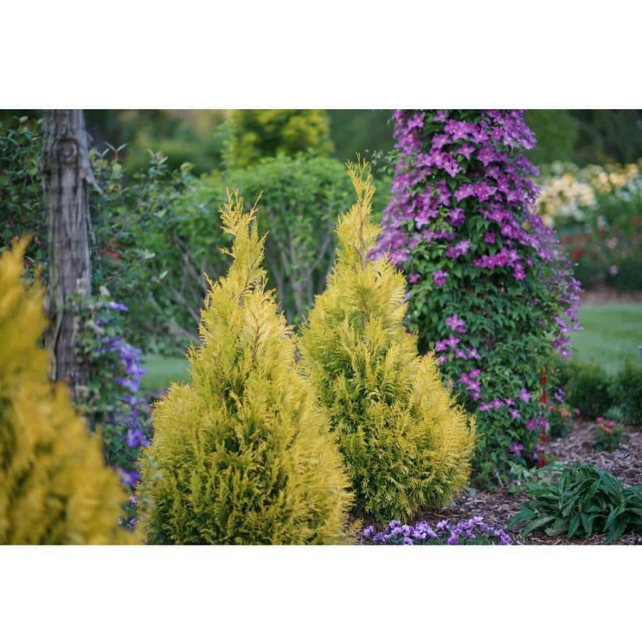 Outdoor Plants * | Wholesale 1 Gal. Fluffy Western Arborvitae (Thuja) Live Evergreen Shrub By Proven Winners