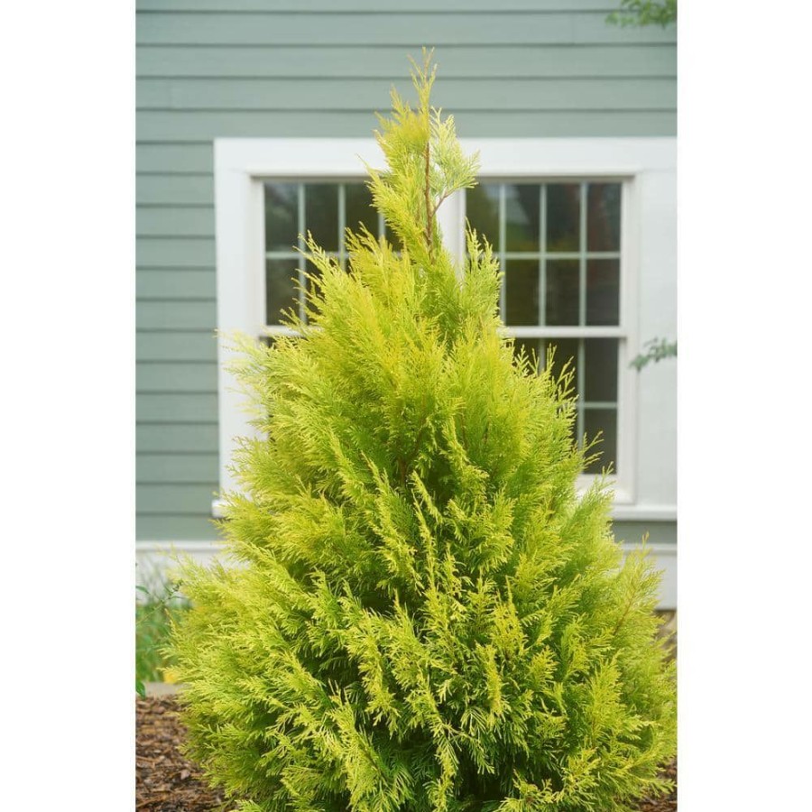 Outdoor Plants * | Wholesale 1 Gal. Fluffy Western Arborvitae (Thuja) Live Evergreen Shrub By Proven Winners