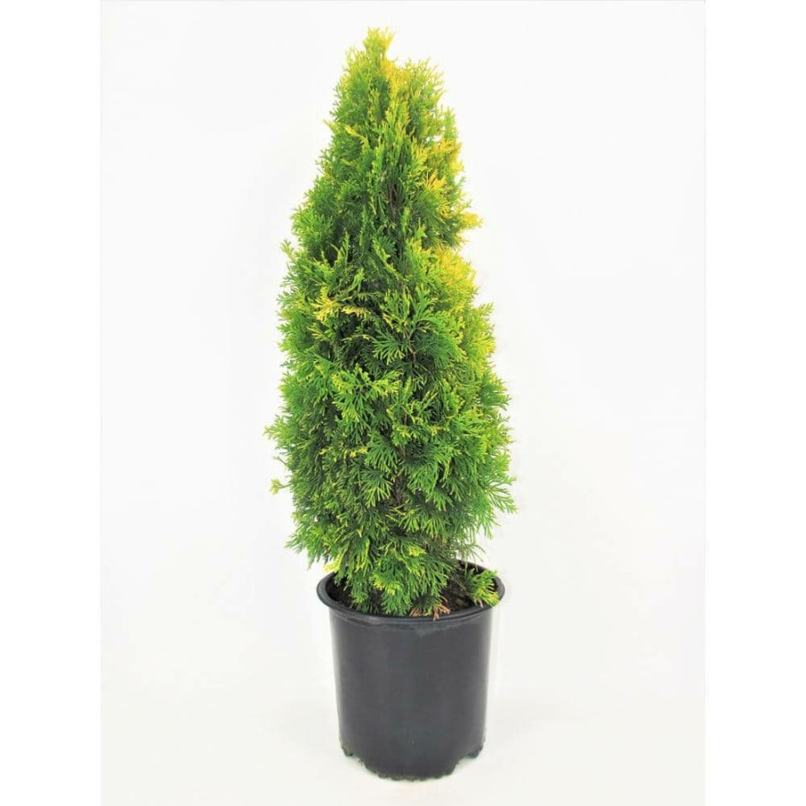 Outdoor Plants * | Outlet 3 Gal. Amber Gold Arborvitae (Thuja) Live Evergreen Shrub By Bell Nursery