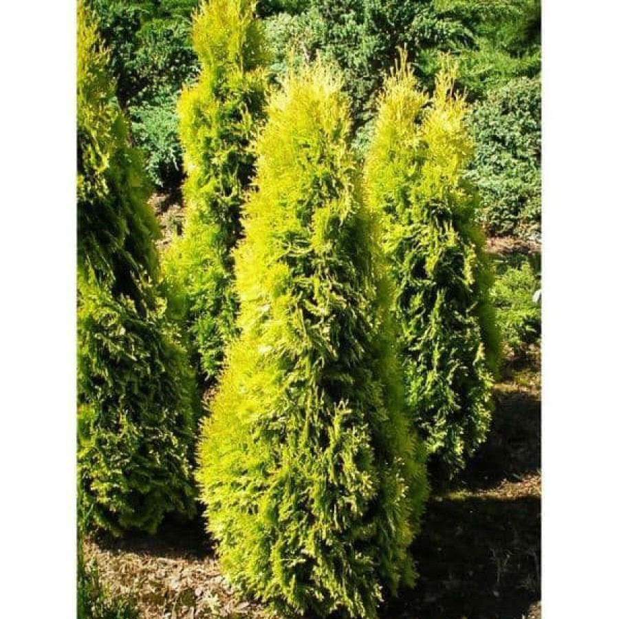 Outdoor Plants * | Outlet 3 Gal. Amber Gold Arborvitae (Thuja) Live Evergreen Shrub By Bell Nursery