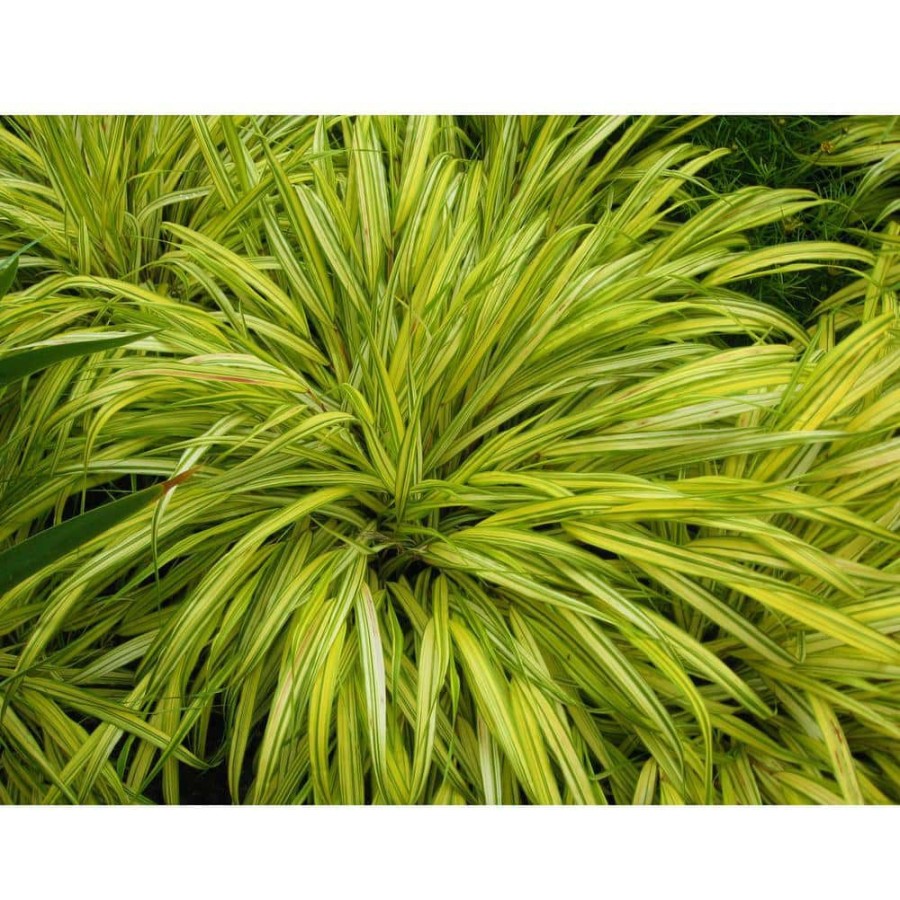 Outdoor Plants * | Flash Sale 1 Gal. All Gold Japanese Forest Grass A Bright Golden, Graceful Groundcover With Striking Color By Online Orchards