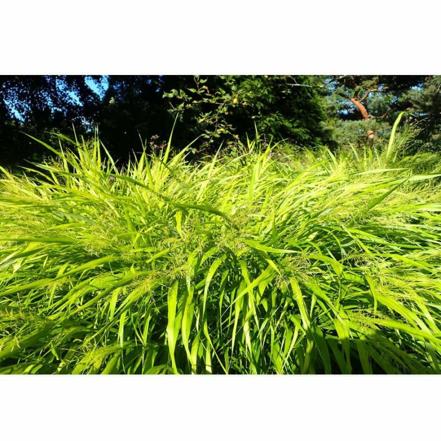 Outdoor Plants * | Flash Sale 1 Gal. All Gold Japanese Forest Grass A Bright Golden, Graceful Groundcover With Striking Color By Online Orchards