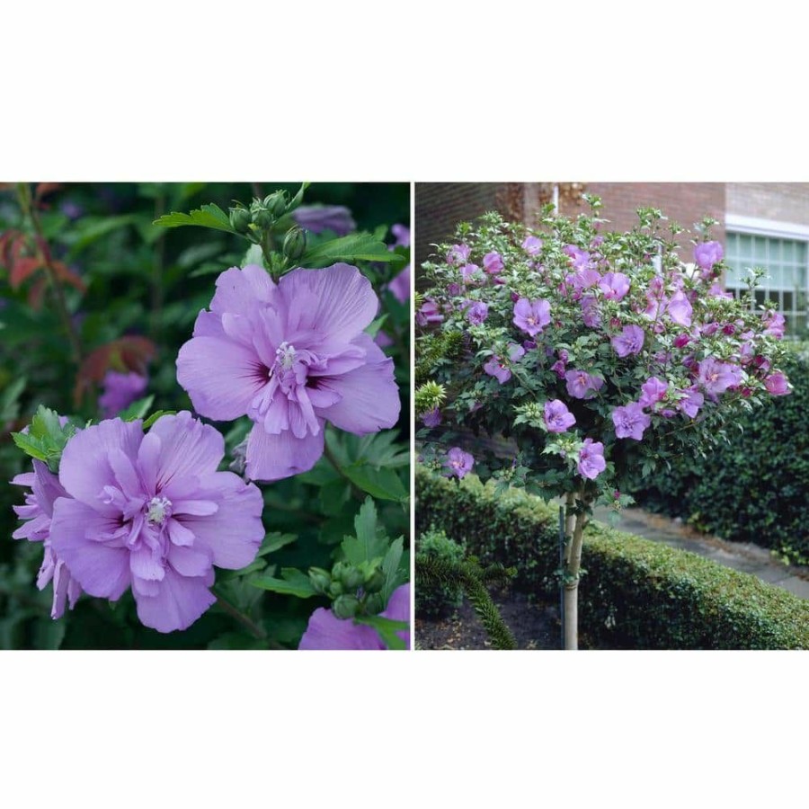 Outdoor Plants * | Coupon 2 Gal. Hibiscus Berry Smoothie Tree With Purple Flowers (1-Plant) By National Plant Network