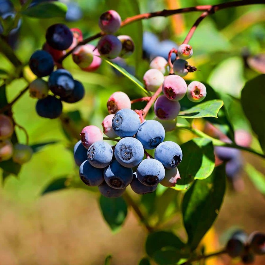 Outdoor Plants * | Best Sale #1 Pot Climax Rabbiteye Blueberry Fruit-Bearing Plant By Unbranded