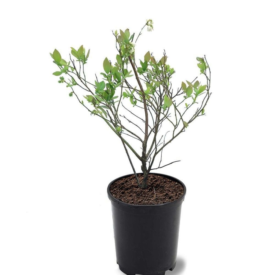 Outdoor Plants * | Best Sale #1 Pot Climax Rabbiteye Blueberry Fruit-Bearing Plant By Unbranded