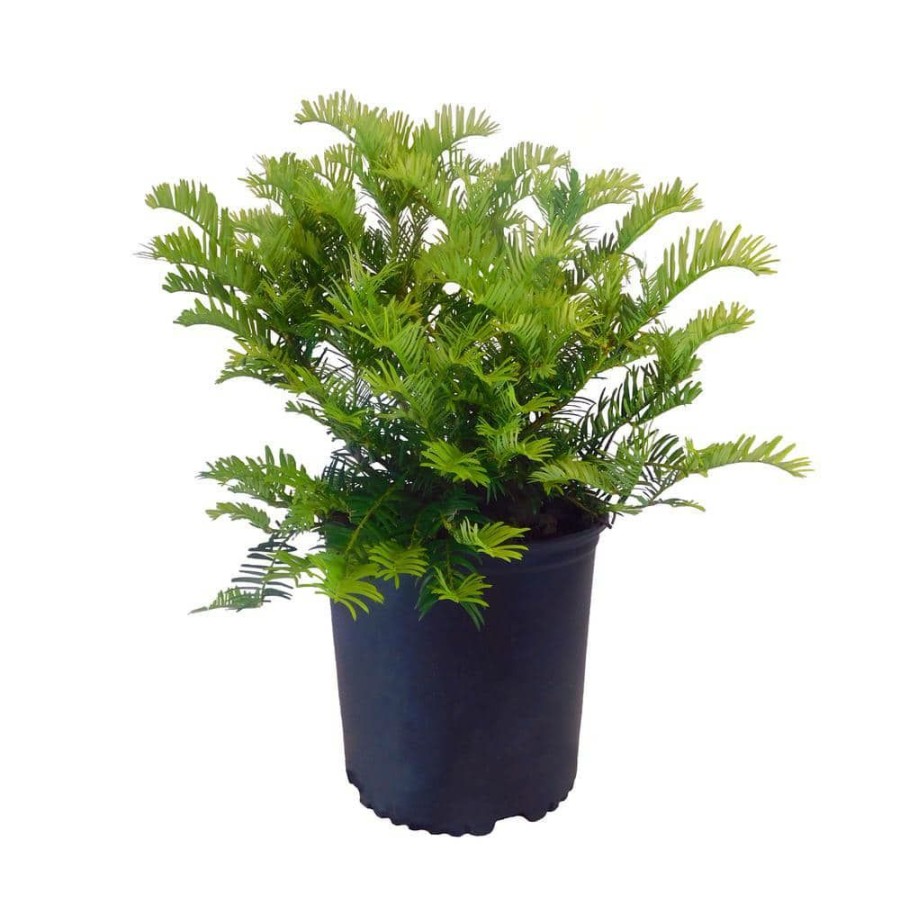 Outdoor Plants * | Best Reviews Of 2.25 Gal. Plum Yew Evergreen Plant With Long, Dark Green Needled Foliage By Unbranded