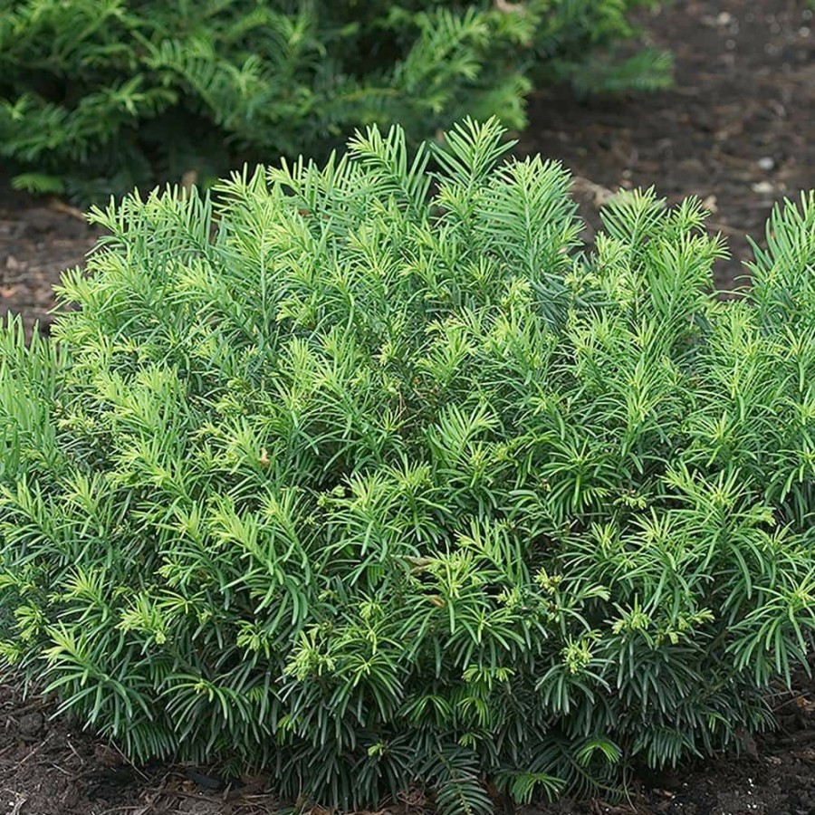 Outdoor Plants * | Best Reviews Of 2.25 Gal. Plum Yew Evergreen Plant With Long, Dark Green Needled Foliage By Unbranded