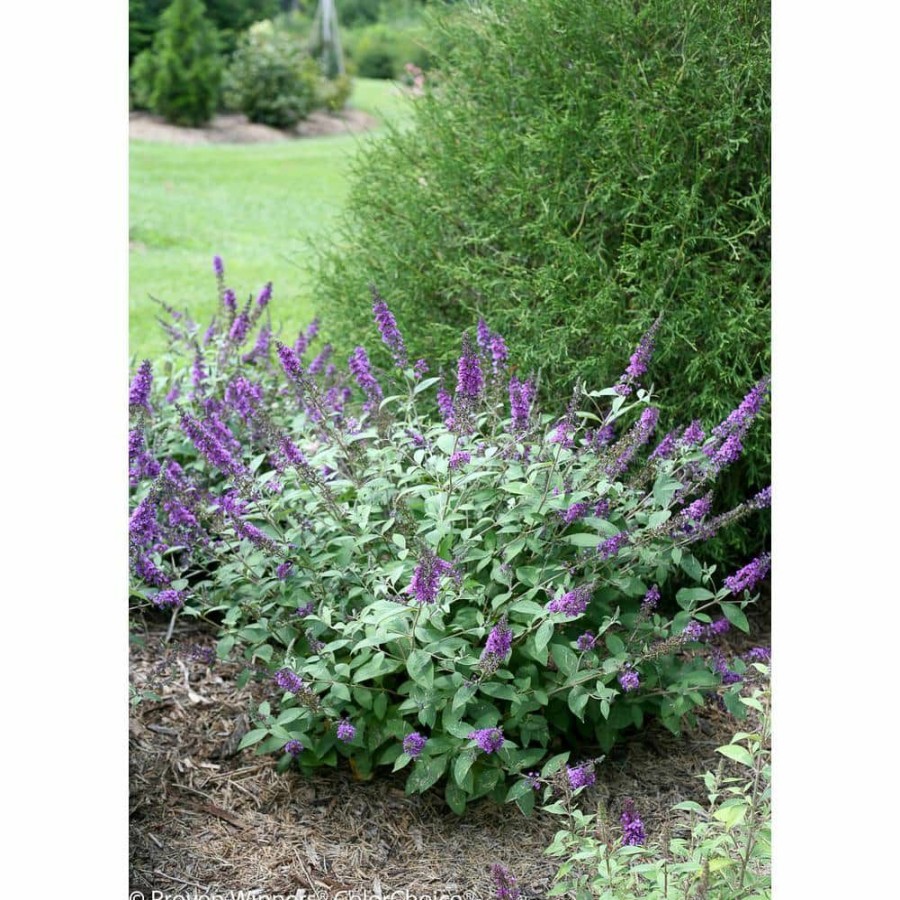 Outdoor Plants * | Best Pirce 4.5 In. Qt. Lo And Behold 'Blue Chip Jr.' Butterfly Bush (Buddleia) Live Shrub, Blue-Purple Flowers By Proven Winners