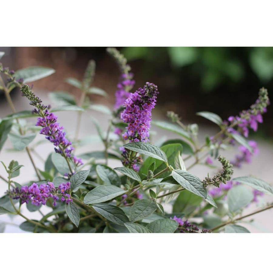 Outdoor Plants * | Best Pirce 4.5 In. Qt. Lo And Behold 'Blue Chip Jr.' Butterfly Bush (Buddleia) Live Shrub, Blue-Purple Flowers By Proven Winners