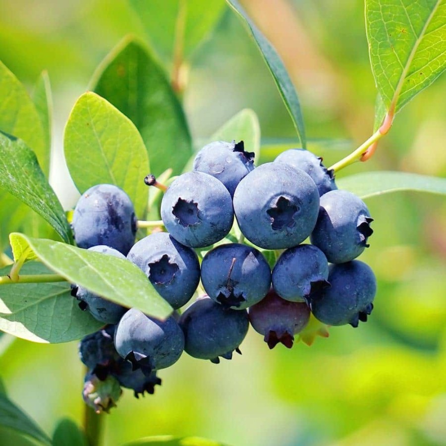 Outdoor Plants * | Flash Sale #1 Pot Brightwell Rabbiteye Blueberry Fruit-Bearing Plant By Unbranded