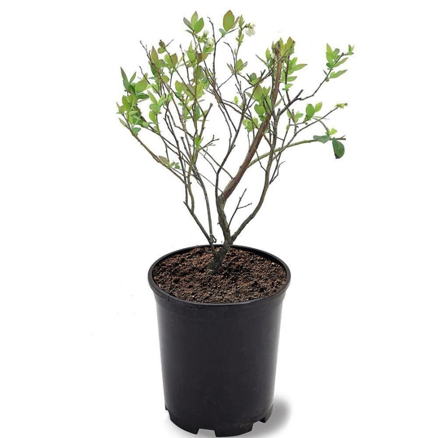 Outdoor Plants * | Flash Sale #1 Pot Brightwell Rabbiteye Blueberry Fruit-Bearing Plant By Unbranded