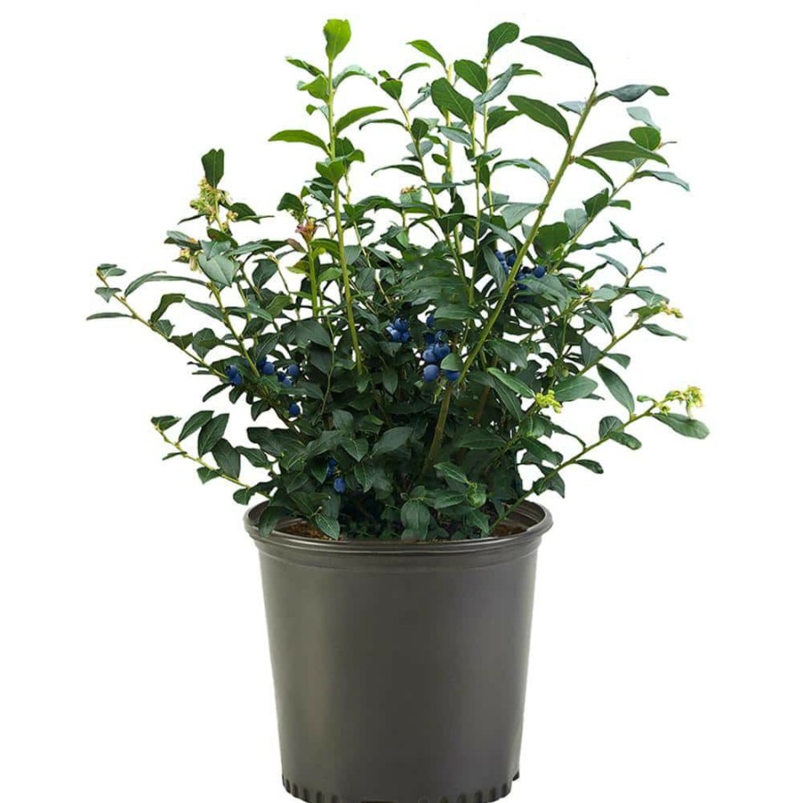 Outdoor Plants * | Brand New 2.25 Gal. Blue Crop Blueberry Plant With White Flowers And Green Foliage By Unbranded