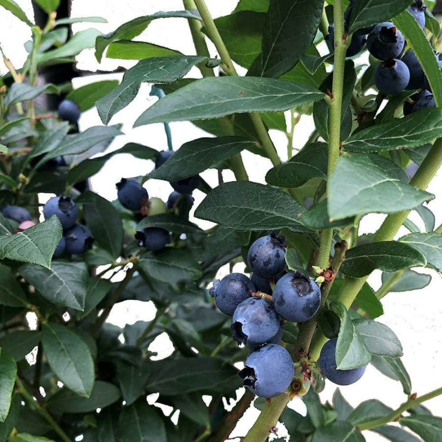 Outdoor Plants * | Brand New 2.25 Gal. Blue Crop Blueberry Plant With White Flowers And Green Foliage By Unbranded