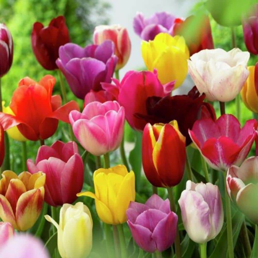 Outdoor Plants * | Hot Sale Mixed Tulips Non-Stop Mixed Colors Blend Bulbs (25-Pack) By Van Zyverden