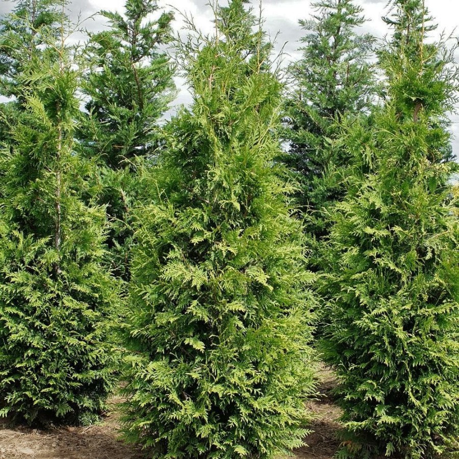 Outdoor Plants * | Best Reviews Of Thuja Green Giant By Unbranded