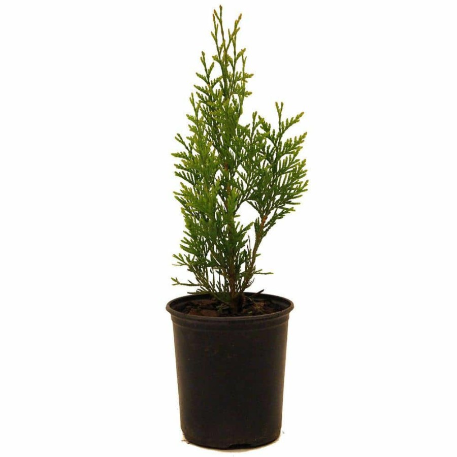 Outdoor Plants * | Best Reviews Of Thuja Green Giant By Unbranded