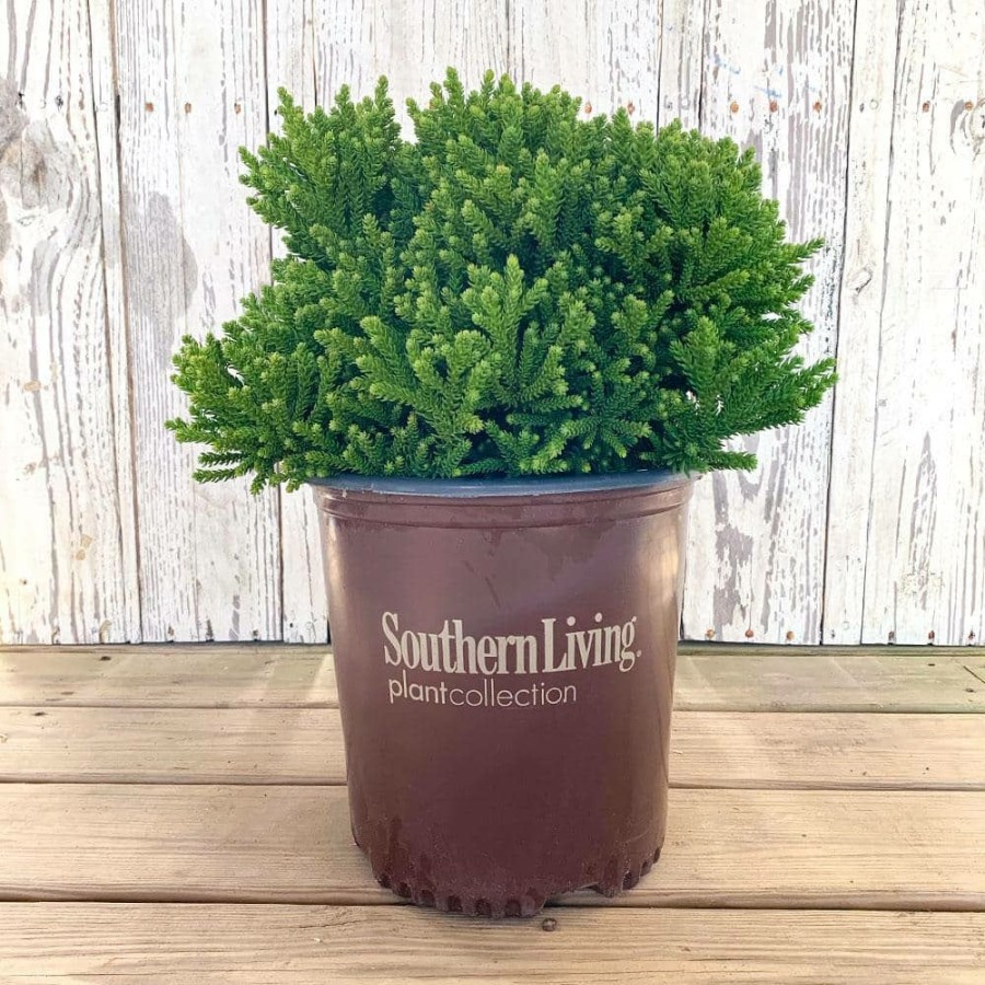 Outdoor Plants * | Deals 2 Gal. Dragon Prince Cryptomeria (Dwarf Japanese Cedar) Shrub With Uniquely Textured Evergreen Foliage By Southern Living Plant Collection