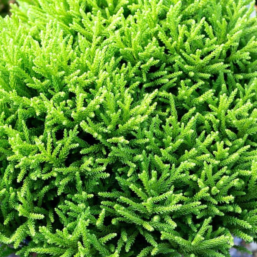 Outdoor Plants * | Deals 2 Gal. Dragon Prince Cryptomeria (Dwarf Japanese Cedar) Shrub With Uniquely Textured Evergreen Foliage By Southern Living Plant Collection