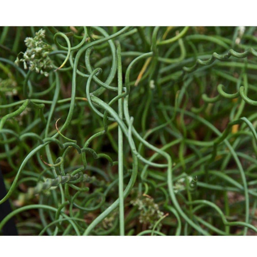 Outdoor Plants * | Outlet 4 In. Potted Bog/Marginal Corkscrew Rush Pond Plant By Unbranded