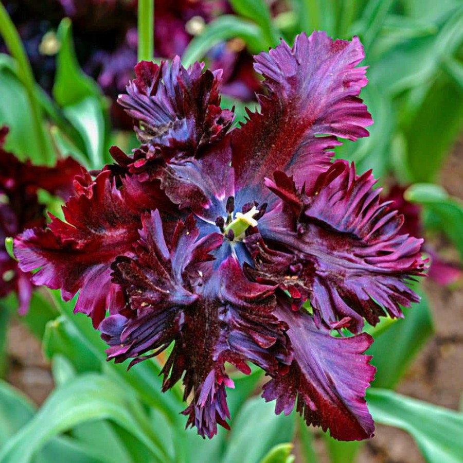 Outdoor Plants * | New Black Parrot Tulip Bulbs (25-Pack) By Van Bourgondien